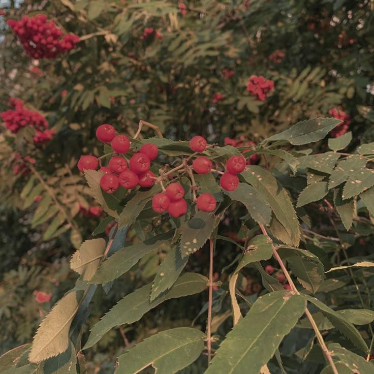 Rustic Berries Galore: Countryside Picked Assortment