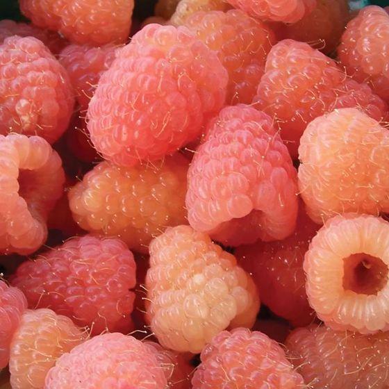 Sun-Kissed Berry Mixture: Artisanal Farmer's Selection